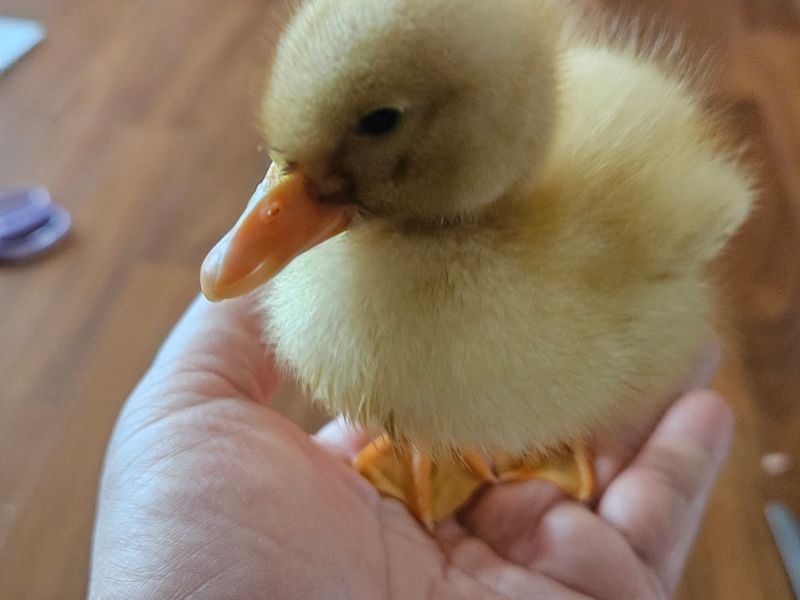 장터 상품 [흰오리.유정란 판매합니다] 썸네일