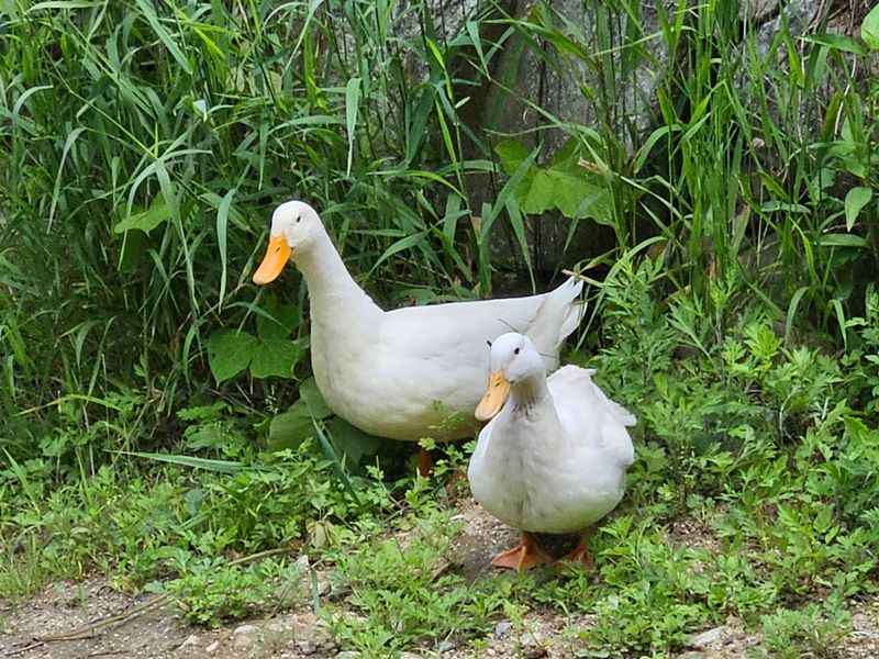 시금치15102님의 장터 판매 상품 [흰오리.유정란 판매합니다] 첨부 사진
