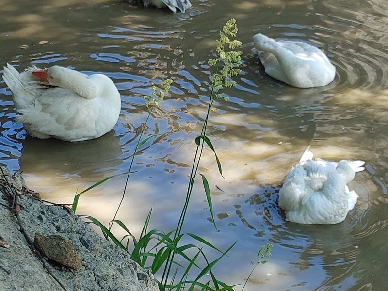 시금치15102님의 장터 판매 상품 [흰오리.유정란 판매합니다] 첨부 사진