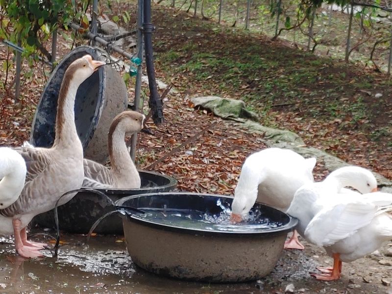 장터 상품 [거위알 판매 종료 되었습니다~~] 썸네일