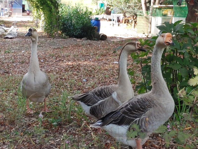 시금치15102님의 장터 판매 상품 [거위알 판매 종료 되었습니다~~] 첨부 사진