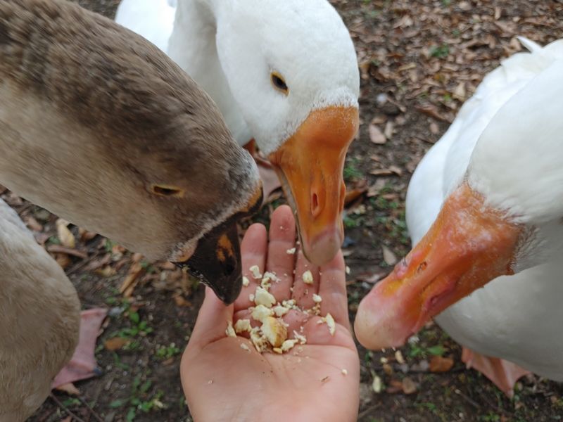 시금치15102님의 장터 판매 상품 [거위알 판매 종료 되었습니다~~] 첨부 사진