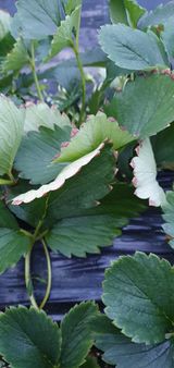 팜모닝 딸기·병해충상담 게시글 이미지