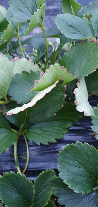 하우스딸기농가사장님님의 딸기 · 병해충상담 작성글 사진