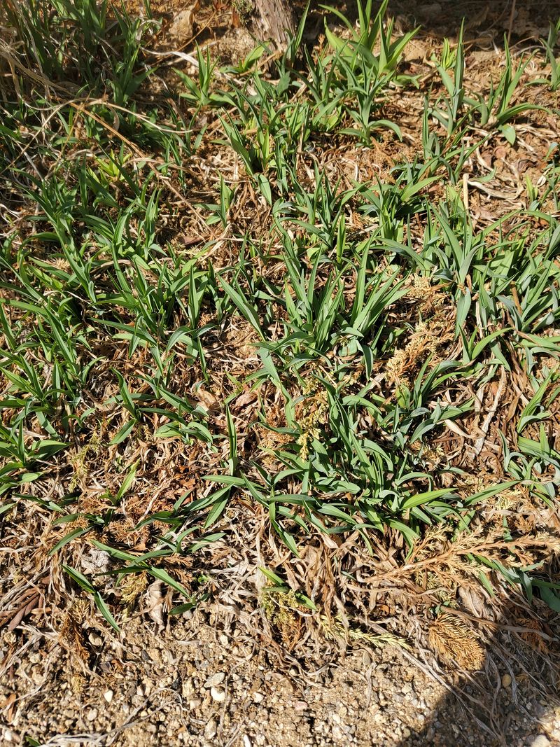 장터 상품 [나물꾸러미] 썸네일