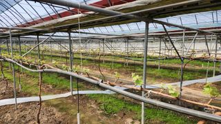 신지님의 포도 · 자유게시판 작성글 사진