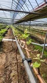 팜모닝 포도·자유게시판 게시글 이미지