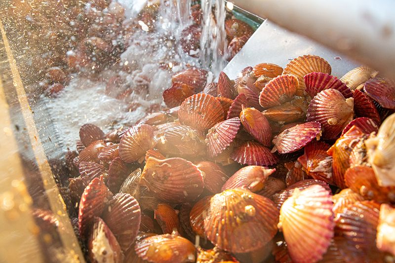 통영만석해물님의 장터 판매 상품 [통영 홍가리비 1kg 5200 원 ] 첨부 사진