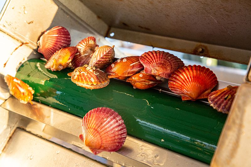 통영만석해물님의 장터 판매 상품 [통영 홍가리비 1kg 5200 원 ] 첨부 사진