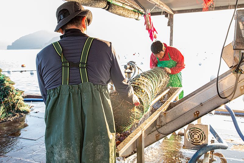통영만석해물님의 장터 판매 상품 [통영 홍가리비 1kg 5200 원 ] 첨부 사진