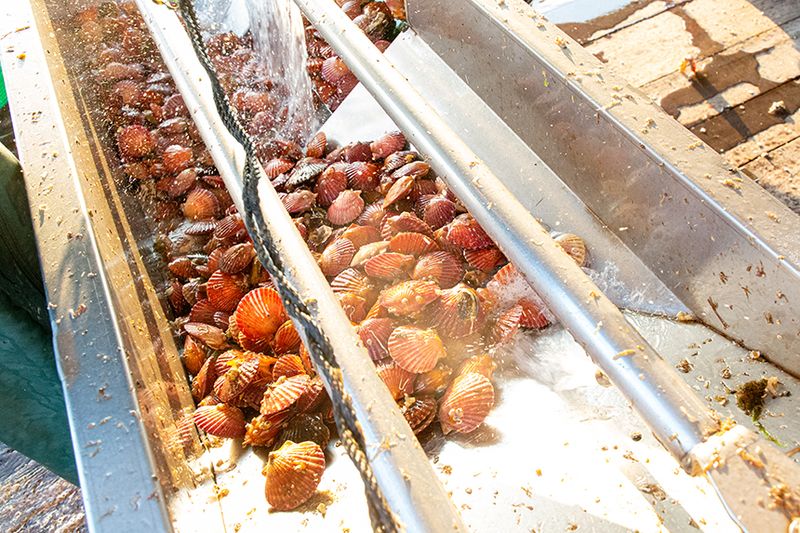 통영만석해물님의 장터 판매 상품 [통영 홍가리비 1kg 5200 원 ] 첨부 사진