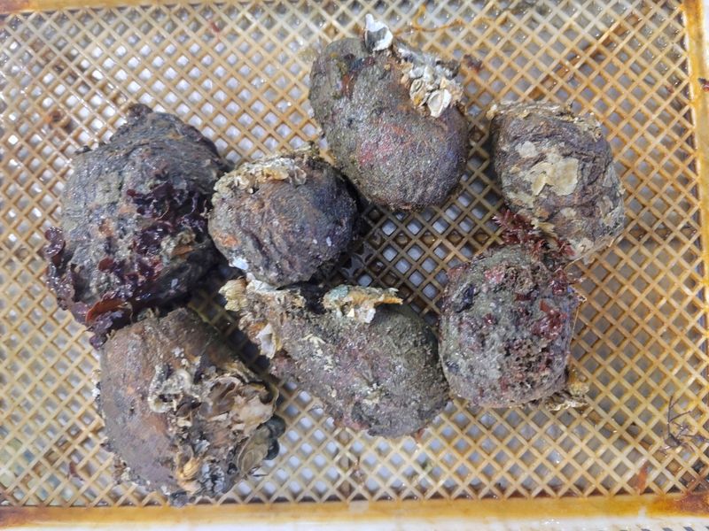 통영만석해물님의 장터 판매 상품 [통영 멍게 3400 월 손질 깐멍게  18000 원] 첨부 사진