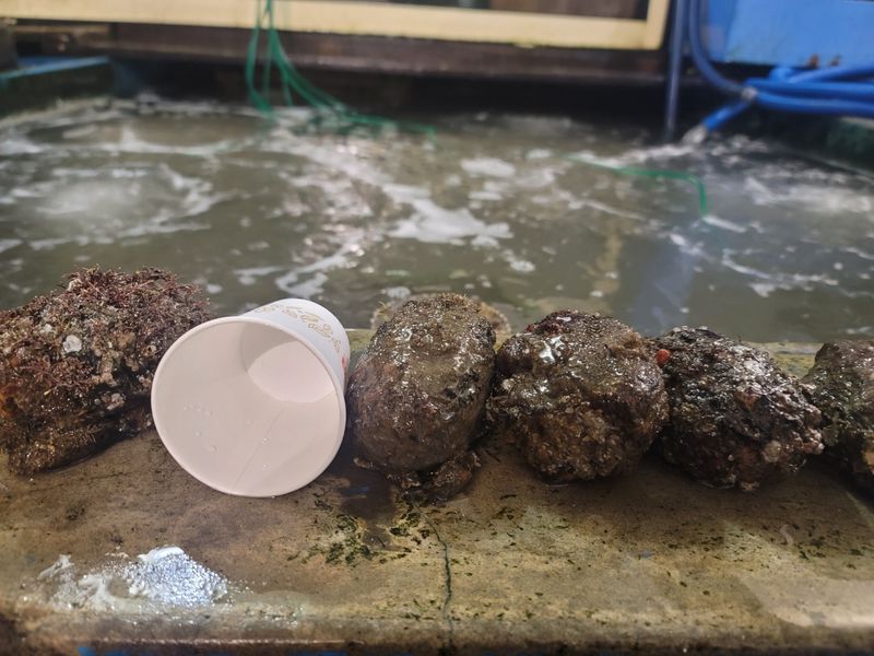 통영만석해물님의 장터 판매 상품 [통영 멍게 3400 월 손질 깐멍게  18000 원] 첨부 사진