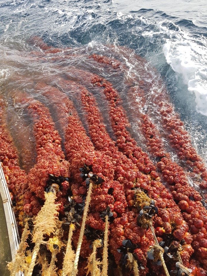 통영만석해물님의 장터 판매 상품 [통영 멍게 3400 월 손질 깐멍게  18000 원] 첨부 사진