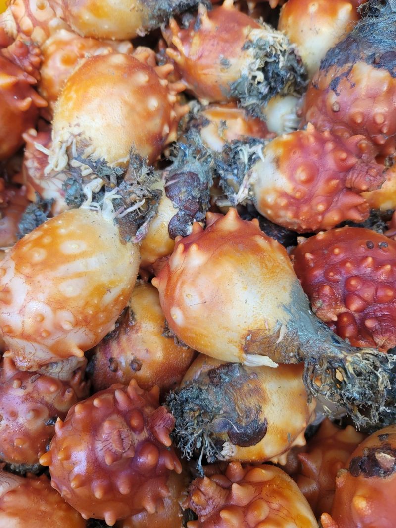 통영만석해물님의 장터 판매 상품 [통영 멍게 3400 월 손질 깐멍게  18000 원] 첨부 사진