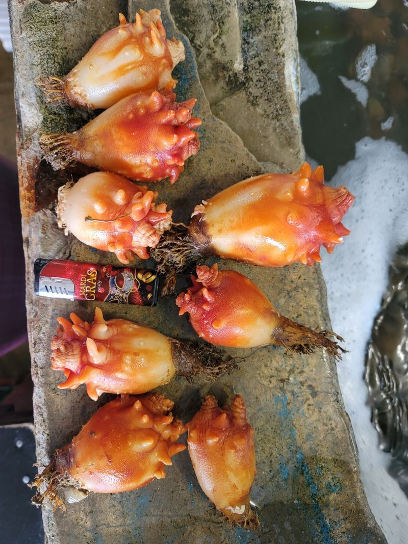 장터 상품 [통영 멍게 3400 월 손질 깐멍게  18000 원] 썸네일