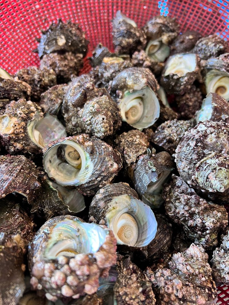 통영만석해물님의 장터 판매 상품 [통영 뿔소라] 첨부 사진