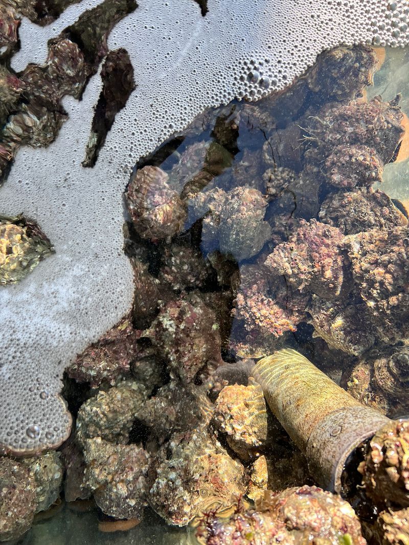 장터 상품 [통영 뿔소라] 썸네일