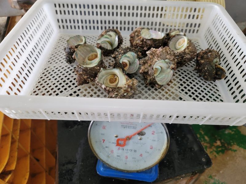 통영만석해물님의 장터 판매 상품 [통영 뿔소라] 첨부 사진