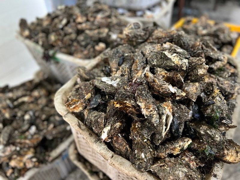 통영만석해물님의 장터 판매 상품 [통영 생굴, 석화 산지직송 경매장 직거래 ] 첨부 사진