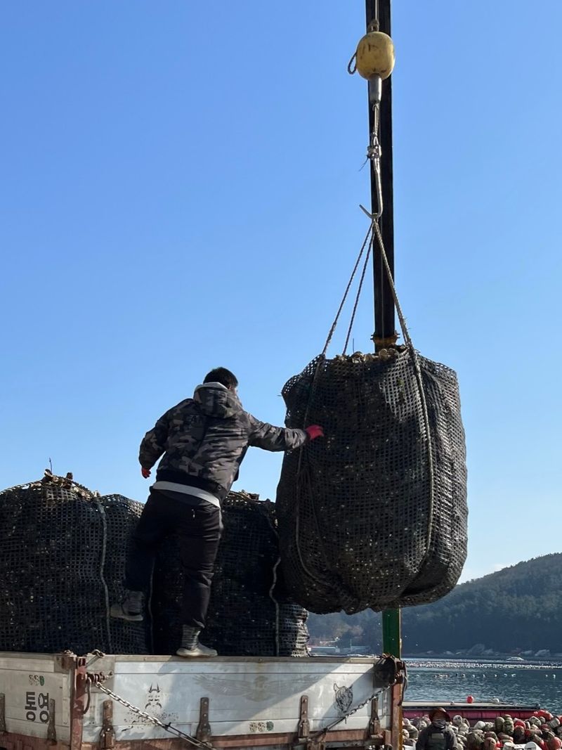 통영만석해물님의 장터 판매 상품 [통영 생굴, 석화 산지직송 경매장 직거래 ] 첨부 사진