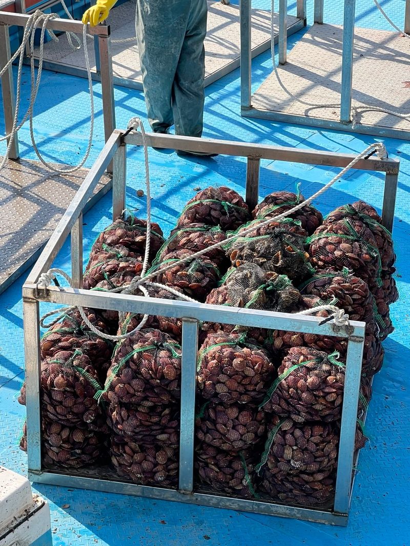 통영만석해물님의 장터 판매 상품 [통영 생굴, 석화 산지직송 경매장 직거래 ] 첨부 사진
