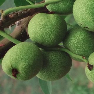 신지님의 기타작물 · 자유게시판 작성글 사진