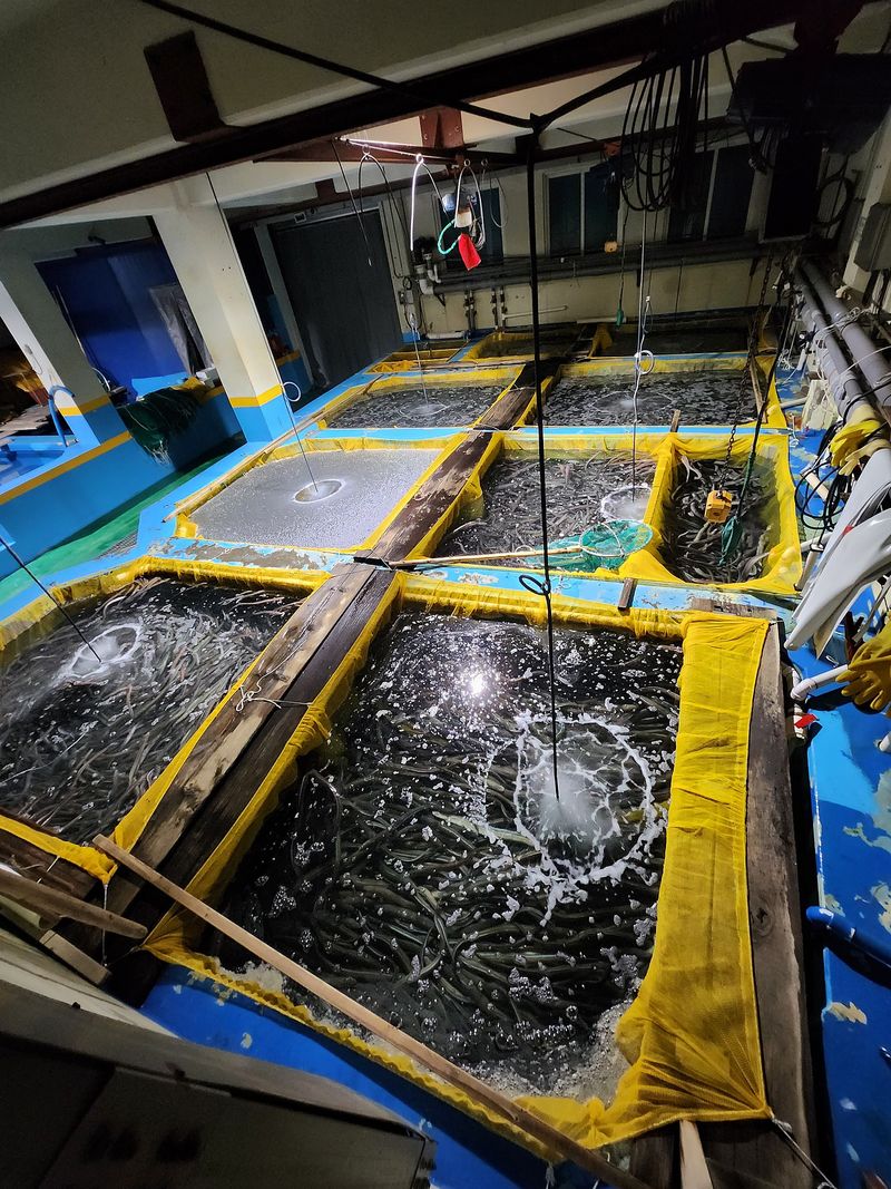 장터 상품 [통영 바다장어 할인행사] 썸네일