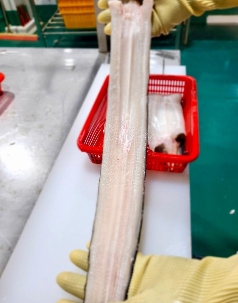 통영만석해물님의 장터 판매 상품 [통영 바다장어 할인행사] 첨부 사진