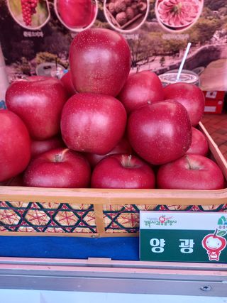 허영목님의 사과 · 수확 작성글 사진