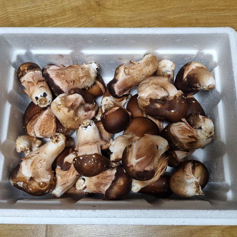 장터 상품 [참송이버섯 1kg(배송비무료)] 썸네일