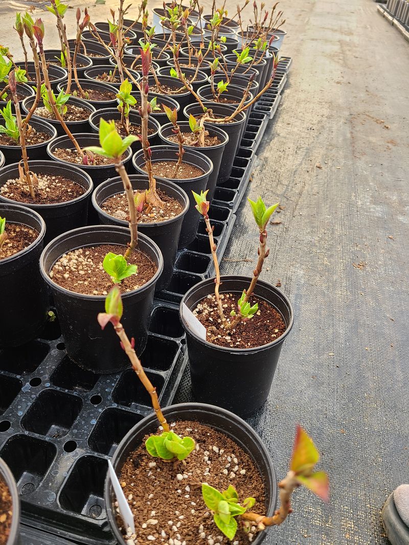 장터 상품 [수국12cm롱 포트 판매] 썸네일