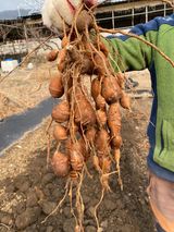 팜모닝 벼·자유게시판 게시글 이미지