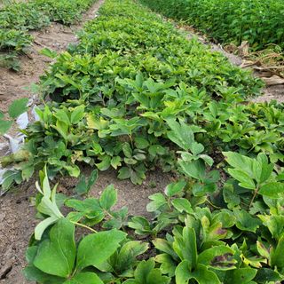 이호성님의 기타작물 · 자유게시판 작성글 사진