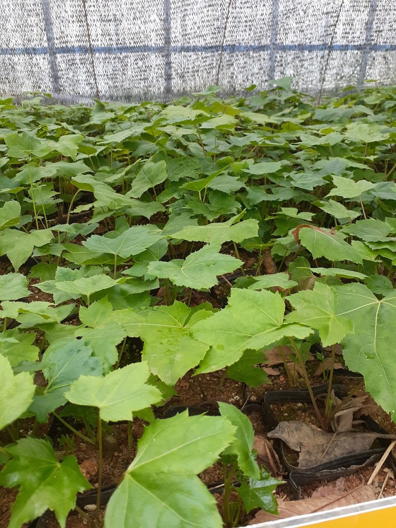 장터 상품 [민엄니무(가시없는 엄나무)] 썸네일