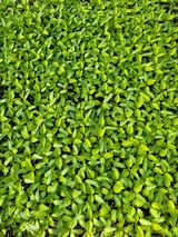 팜모닝 고추·파종•정식 게시글 이미지