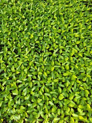 청양 산골꾸찌뽕 님의 고추 · 파종•정식 작성글 사진