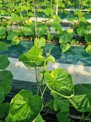 승원농장님의 오이 · 병해충상담 작성글 사진