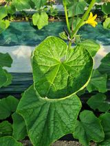 팜모닝 오이·병해충상담 게시글 이미지