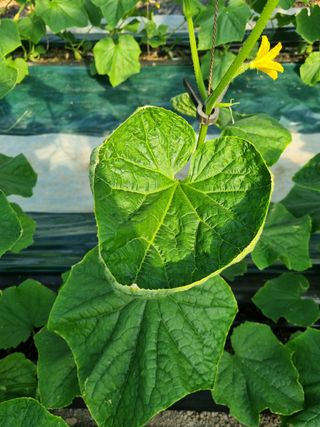 승원농장님의 오이 · 병해충상담 작성글 사진