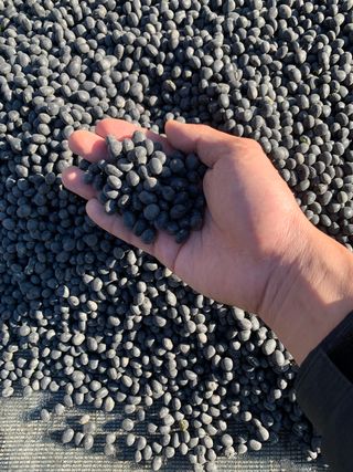 황명선님의 콩 · 병해충상담 작성글 사진