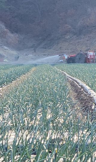 농사꾼 단비님의 양파 · 자유게시판 작성글 사진