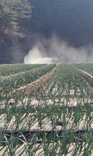 농사꾼 단비님의 양파 · 자유게시판 작성글 사진