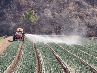 농사꾼 단비님의 양파 · 자유게시판 작성글 사진