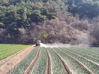 농사꾼 단비님의 양파 · 자유게시판 작성글 사진