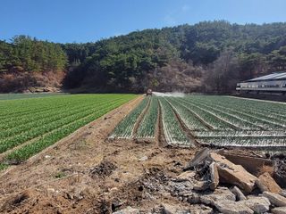 농사꾼 단비님의 양파 · 자유게시판 작성글 사진