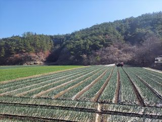 농사꾼 단비님의 양파 · 자유게시판 작성글 사진