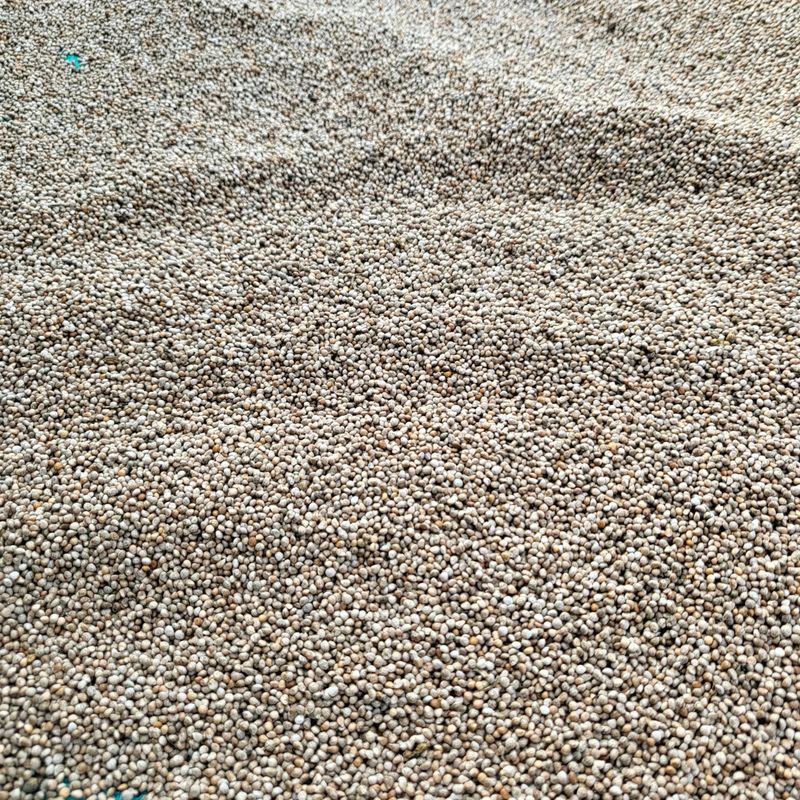 아산울시님의 장터 판매 상품 [세척들깨] 첨부 사진