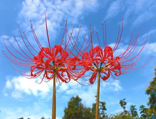 농업회사법인 진향님의 작성글 사진