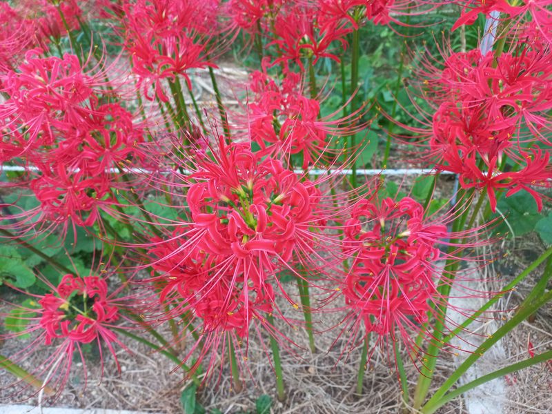 장터 상품 [꽃무릇 (상사화)] 썸네일